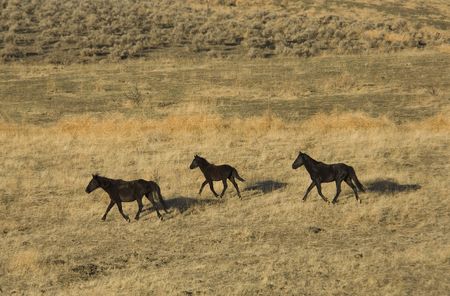 Wild horses walking through the grass landの写真素材