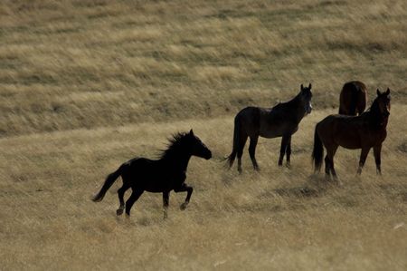 Wild horses standing in the golden grassの写真素材