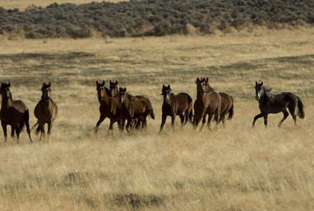Wild horses standing in the tall grassの写真素材