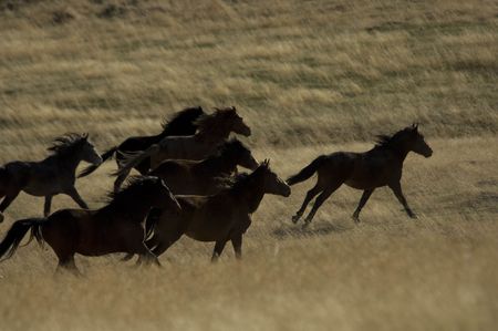 Wild horses running awayの写真素材