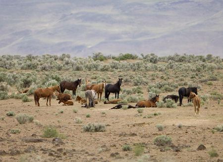 Wold horses out on the open praireの写真素材