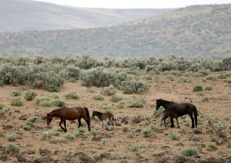 Two wild horses with young coltの写真素材