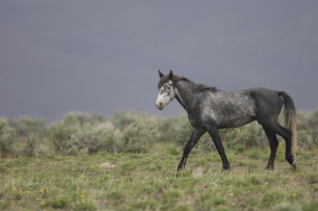 Grey horse standing aloneの写真素材