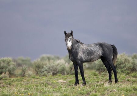 Grey horse standing aloneの写真素材
