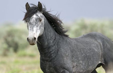 Close up of a grey wild horseの写真素材