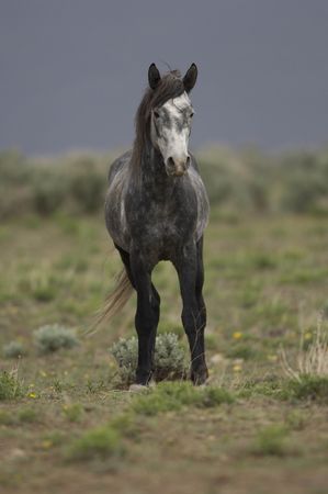 Wild horse standing aloneの写真素材