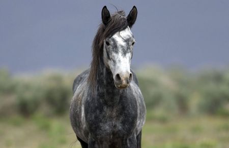 Close up of a grey wild horseの写真素材