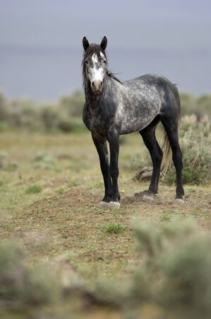 Single grey wild horse standing の写真素材