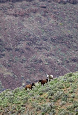 Wild horses on steep hillsideの写真素材