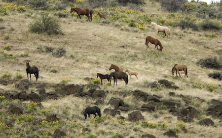 Wild horses on a hillsideの写真素材