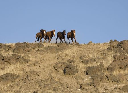 Wild horses about to come over a ridgeの写真素材