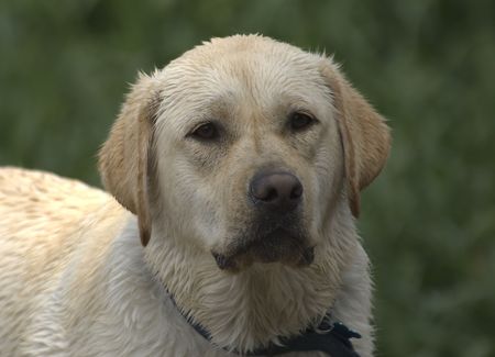 Yellow lab after getting out of the waterの写真素材
