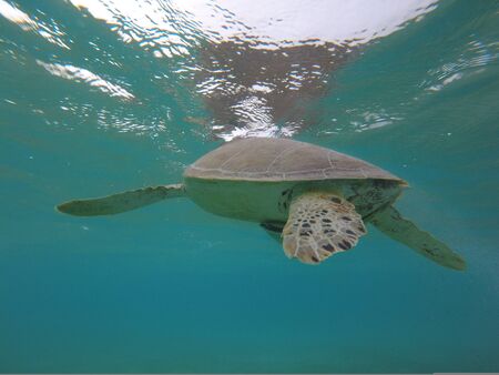Marine Turtle in Yucatan bay - Mexico - Swim swim