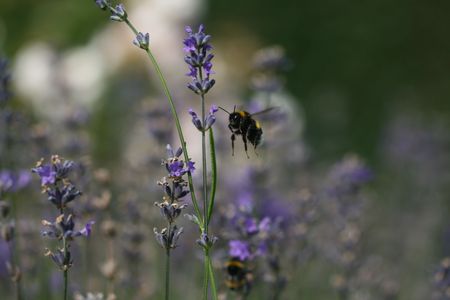 Honey beeの写真素材