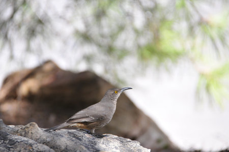 Southwest USA Beautiful Curve-billed Thrasher Bright yellow orange eyes, Faint spots on chest and belly, Long, thin, slightly down-curved bill. Dull grayish brown all over. Large, long-tailed songbird is a medium-sized mimid that is a member of the genus の写真素材
