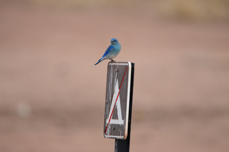Southwest USA Beautiful Mountain Blue Bird, Male Mountain Bluebirds are sky-blue, a bit darker on wings and tail and a bit paler below, with white under the tail. Females are mostly gray-brown with tinges of pale blue in the wings and tail.の写真素材