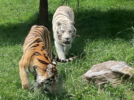 Two tigers in the zoo 