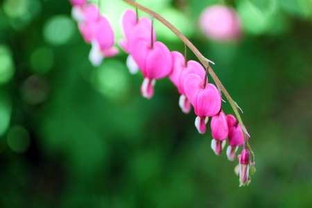 Heart Plantの写真素材