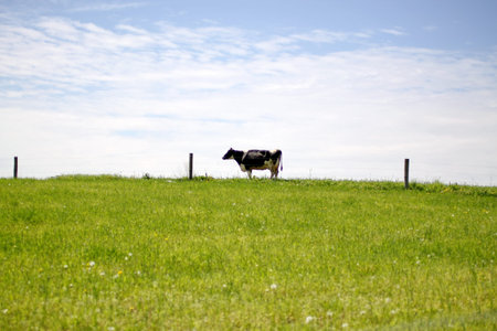 A Single Cowの写真素材