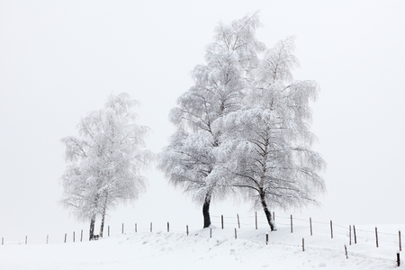 winterの写真素材