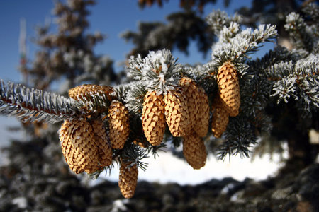 Fir conesの写真素材