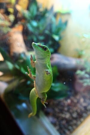geckoの写真素材