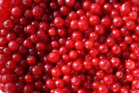 red currant