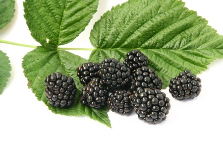 blackberryの写真素材