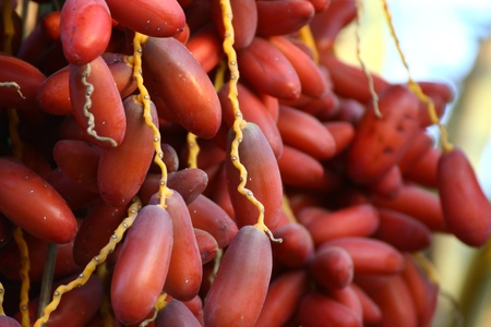 ripe datesの写真素材