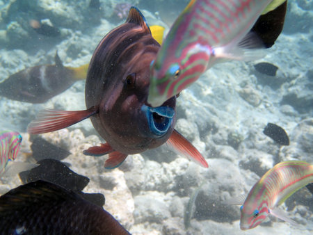 underwater world