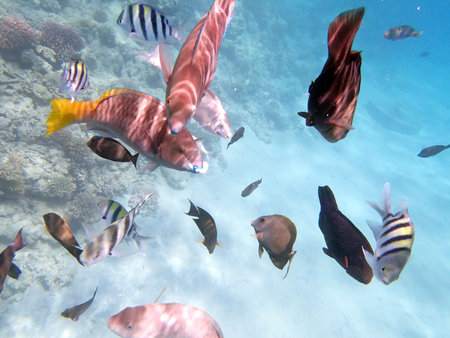 underwater world