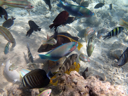 underwater world