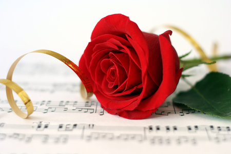 Red roseの写真素材