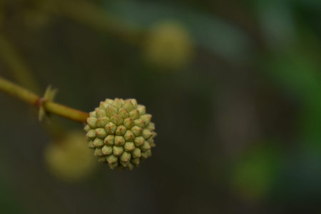 Fruit form forest nature backgroundの写真素材
