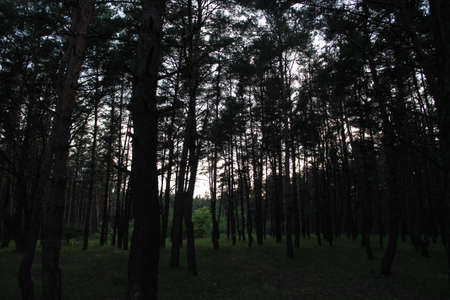 evening in the woodsの写真素材