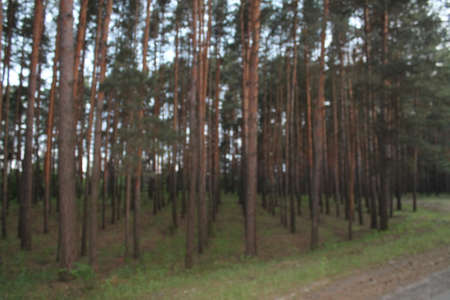 Row of Pinesの写真素材