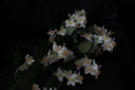 jasmineの写真素材