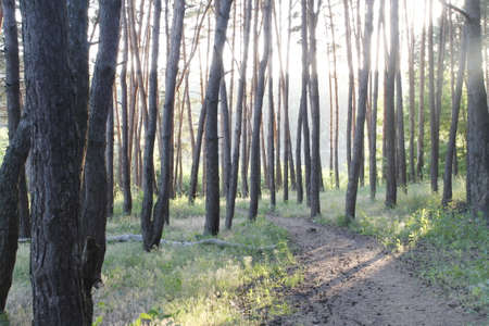 evening in the woodsの写真素材