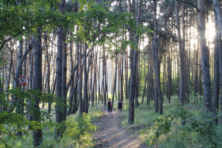 evening forestの写真素材