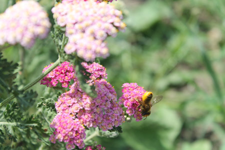 the flowersの写真素材