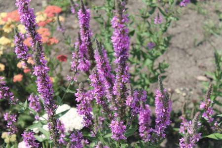 flowerの写真素材