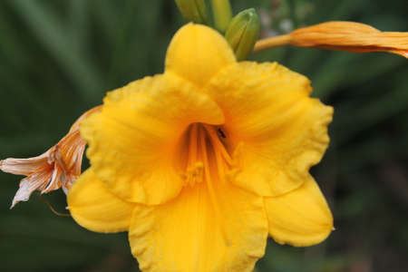 flowerの写真素材