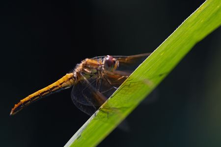 Dragonfly on bladeの写真素材