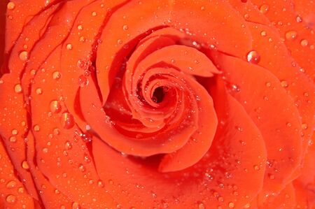 Carmadine roseの写真素材