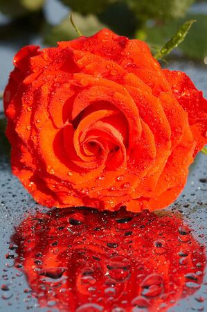 Carmadine roseの写真素材