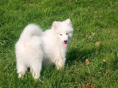 Young puppy of Samoedの写真素材