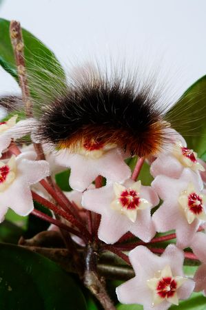 Wax plant with brown caterpillarの写真素材