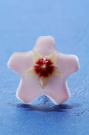 Wax plantの写真素材