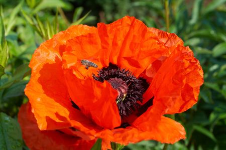 Red poppyの写真素材