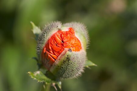 Red poppyの写真素材